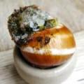 escargot with seasalt and herbs